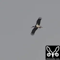 諫早でナベコウ、マナヅル、コチョウゲンボウ、オオジュリンなど