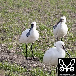 ヘラサギの群れに1羽だけ混じっていたクロツラヘラサギ。