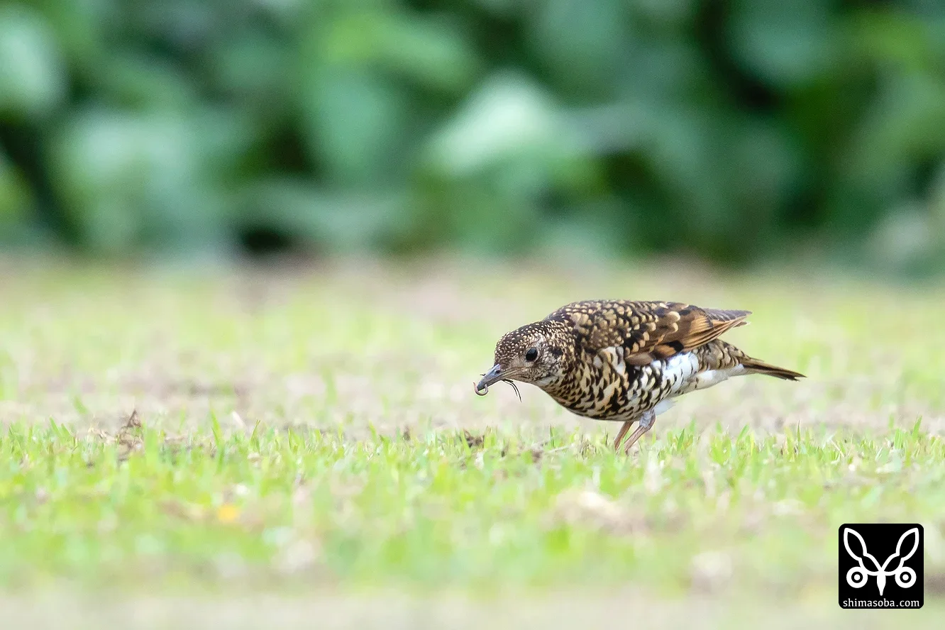 トラツグミ