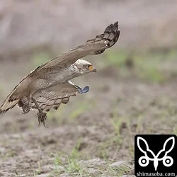 カンムリワシ