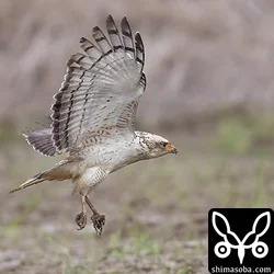 カンムリワシ