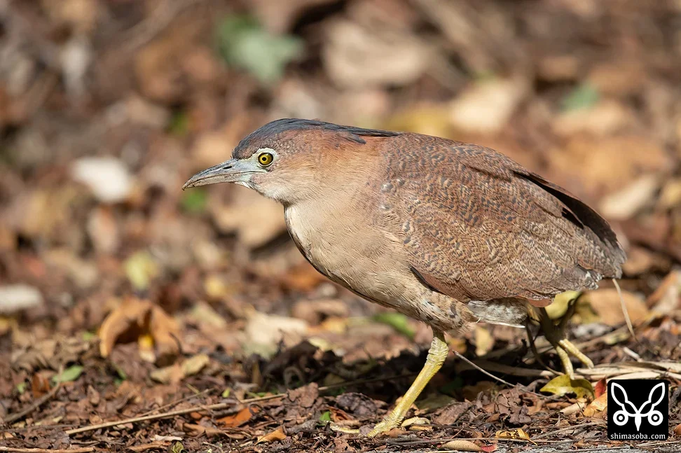 ズグロミゾゴイ