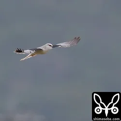 カタグロトビ
