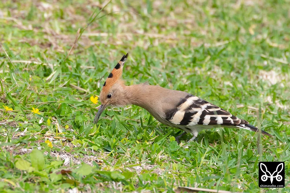 ヤツガシラ