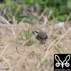 カラアカモズは、田んぼや牧草地で餌を捕らえていた。