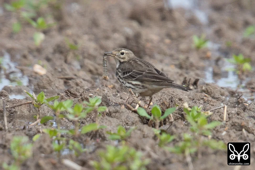 タヒバリ