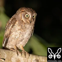 リュウキュウコノハズク