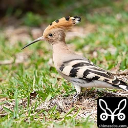 石垣島の春告鳥ヤツガシラとクロウタドリ