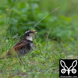 ツグミ成鳥オス。