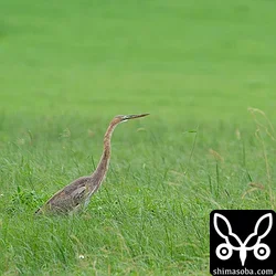 ムラサキサギ