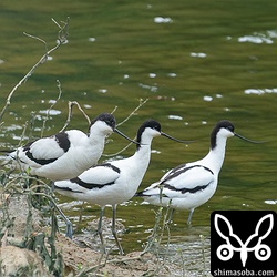 ソリハシセイタカシギ3羽。与那国島では8羽の群れが観察されていました。同じ群れなのか別なのか。