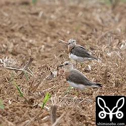 オオチドリ2カ所で3羽滞在中