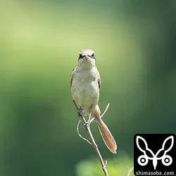シマアカモズのメス。