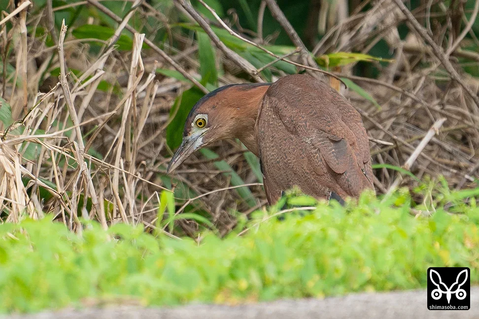 ズグロミゾゴイ