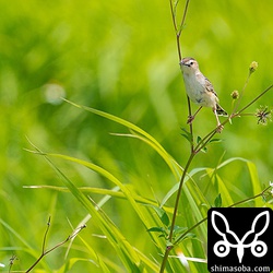 繁殖期を迎えたセッカは盛んに草むらの上を飛び回りながら鳴いている。