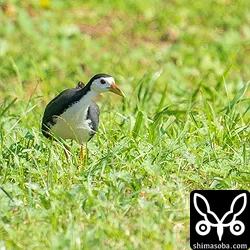 天気が回復して鳥が抜けた