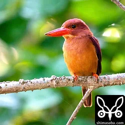 リュウキュウアカショウビン