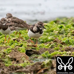 ほかのシギ、チドリが寝ている中、キョウジョシギは群れで歩きながら獲物を探していた。