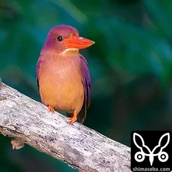 リュウキュウアカショウビン