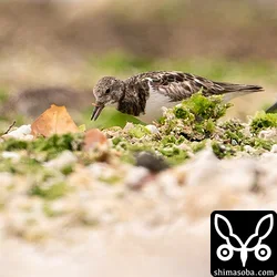 キョウジョシギが小さなミミズのような生物を捕まえた。