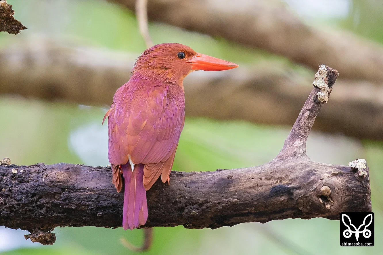 リュウキュウアカショウビン