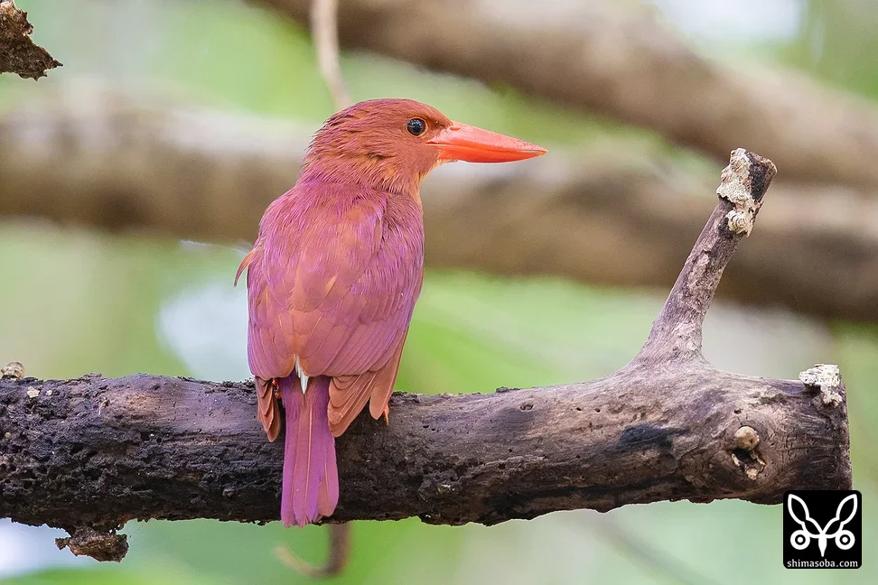 リュウキュウアカショウビン