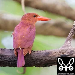 リュウキュウアカショウビン