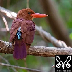 リュウキュウアカショウビン