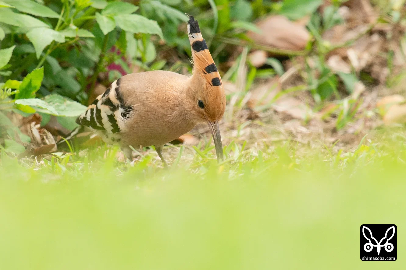 ヤツガシラ