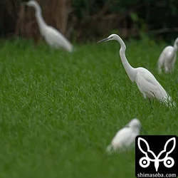 サギはダイサギ、チュウサギ、コサギ、アマサギが田んぼに群れていた。石垣島のダイサギは、この時期にしか見られません。この個体は、体がひときわ大きく、脛が淡色なのでいわゆるオオダイサギと思われる。