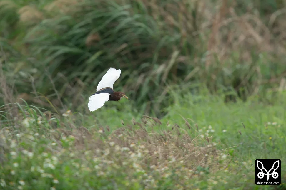 アカガシラサギ