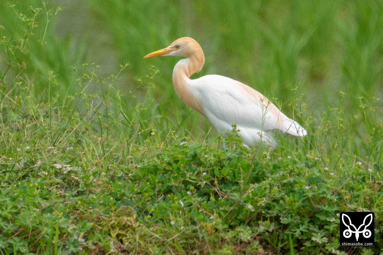 アマサギ