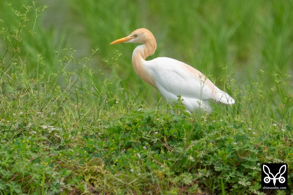 アマサギ