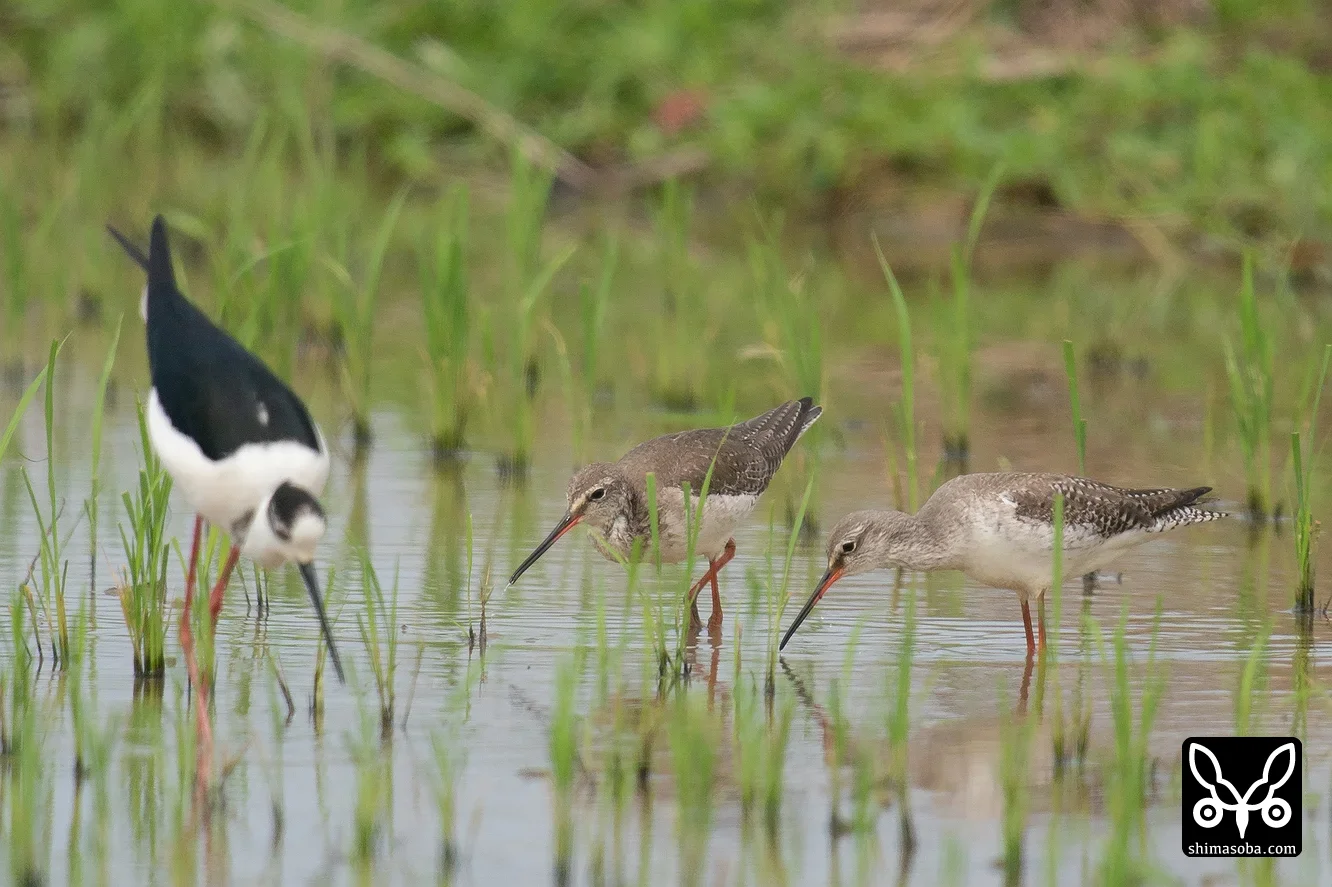ツルシギ