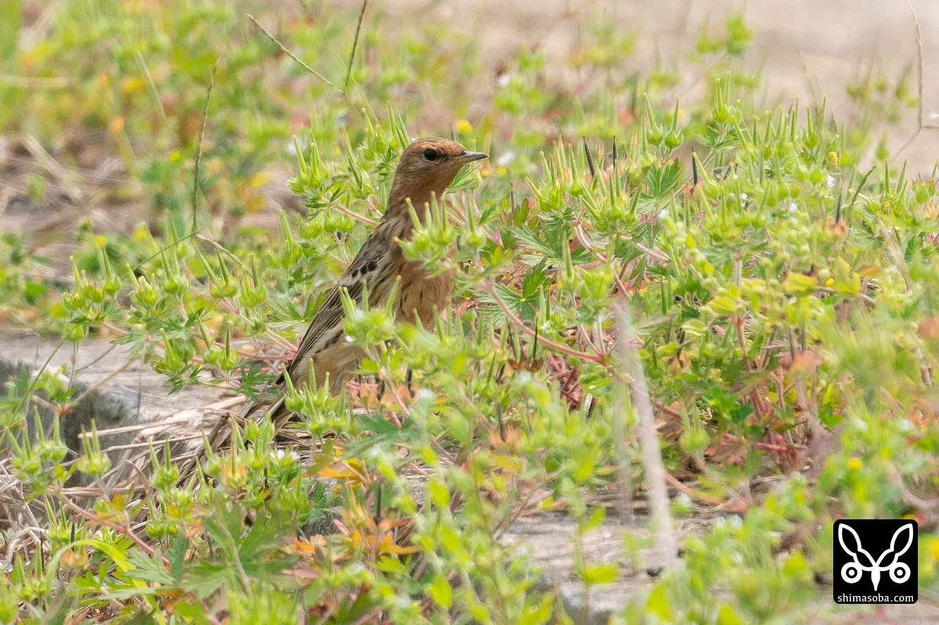 ムネアカタヒバリ