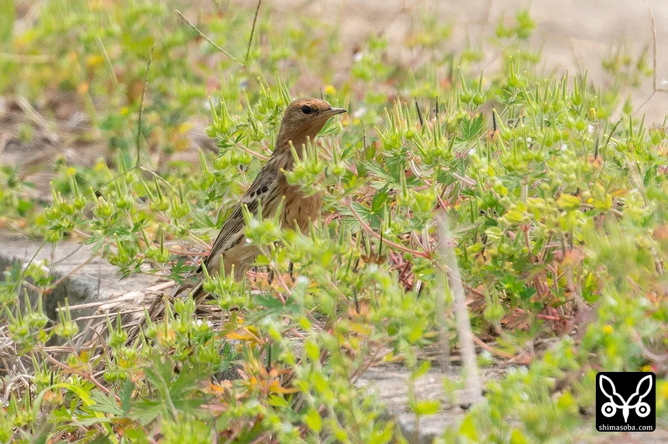 ムネアカタヒバリ