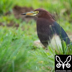 今季はアカガシラサギが多く、ここ数日で10羽近く観察されています。