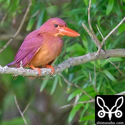 リュウキュウアカショウビン