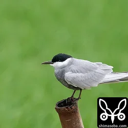 クロハラアジサシ