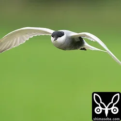 クロハラアジサシ