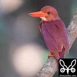リュウキュウアカショウビン