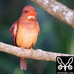 リュウキュウアカショウビン