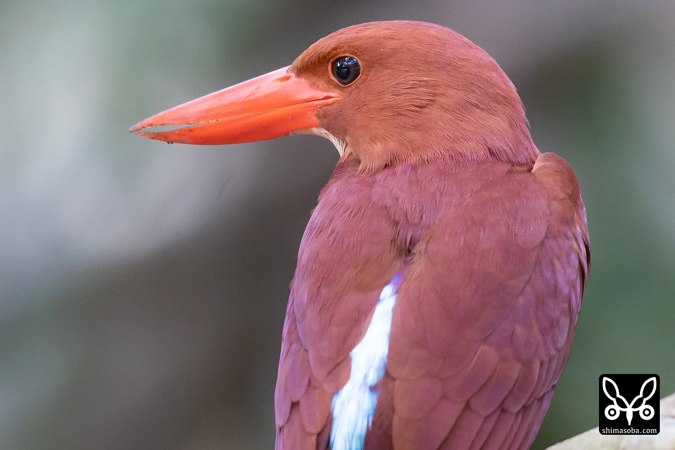 リュウキュウアカショウビン