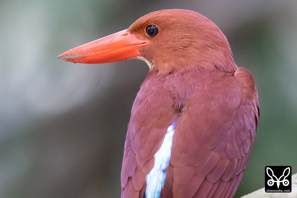 リュウキュウアカショウビン