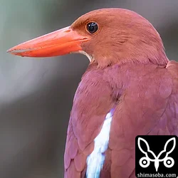 リュウキュウアカショウビン