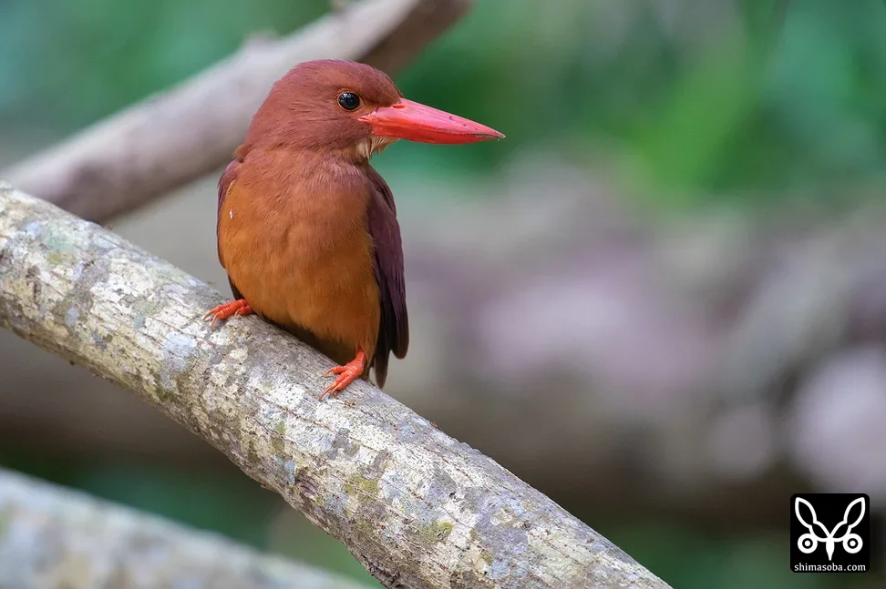 リュウキュウアカショウビン
