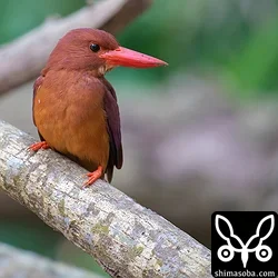 アカショウビンのオス。