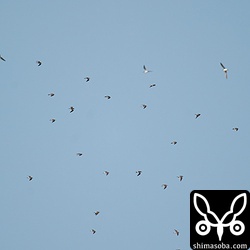 カタグロトビに驚いて飛び上がったタカブシギの群れ。オジロトウネンも2羽いる。