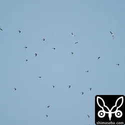 カタグロトビに驚いて飛び上がったタカブシギの群れ。オジロトウネンも2羽いる。