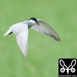 クロハラアジサシ